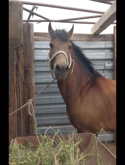 Лошадь продаю кокпарский