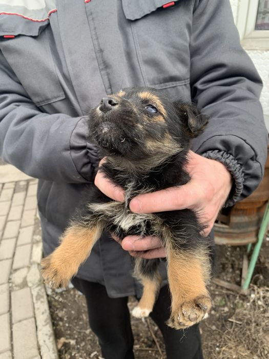 Щенки фокстерьера помесь