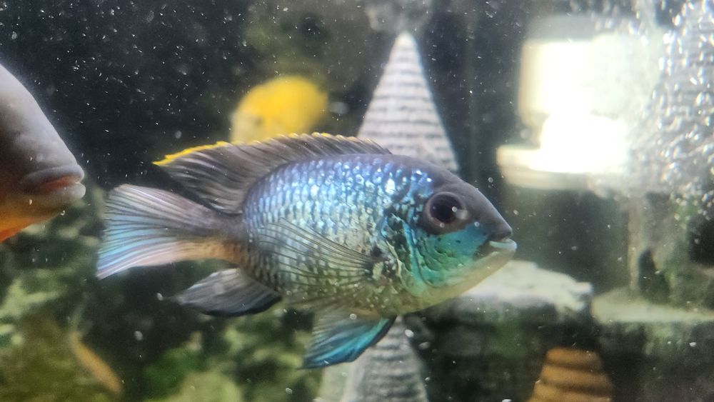 Аулонакара Орхидея и Мультиколор, Нанакара Блю