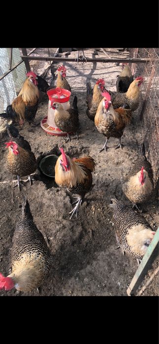 Vand familii,gaini rasa:Brakel lemon,Wiandotte argintiu,La Bresse