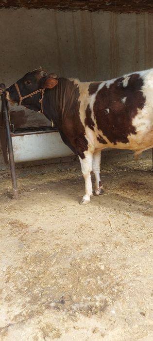 3 бас бұқа сатылады