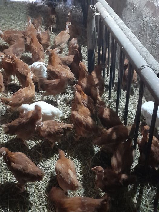 Vând pui rasă mixtă