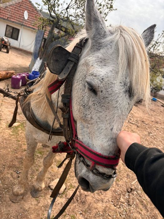 Armăsar de vânzare