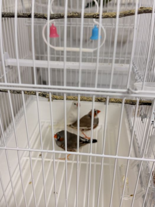 Продам амадинов с клеткой.