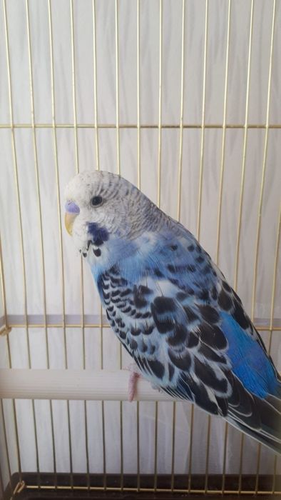 Волнистые попугаи