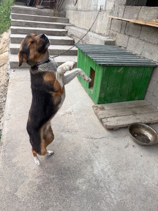 Отдам щенка бесплатно