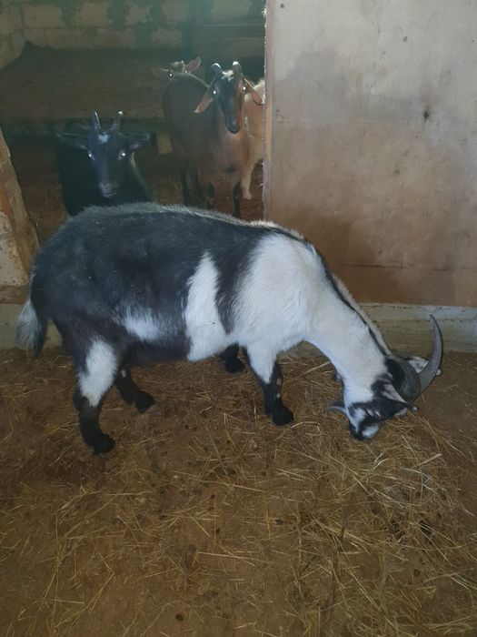 Продам коз разной породы