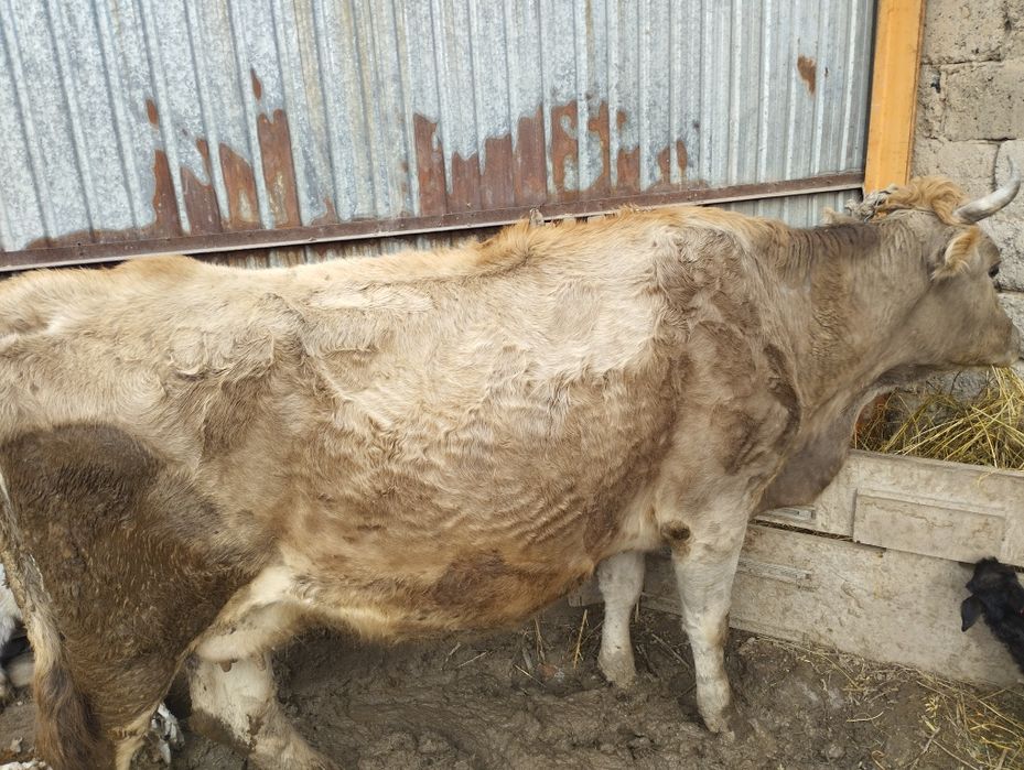 Сиыр сатам буаз 10 литр береди