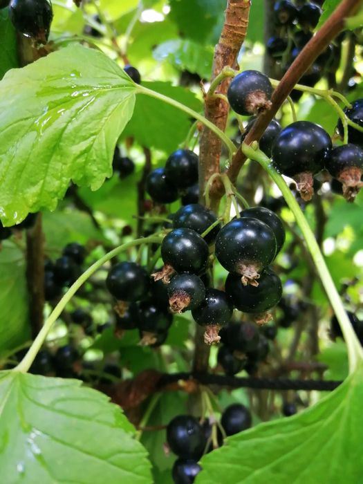 Coacăze negre proaspete