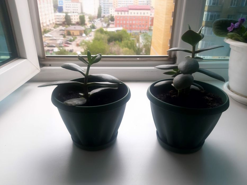 Продам денежное дерево