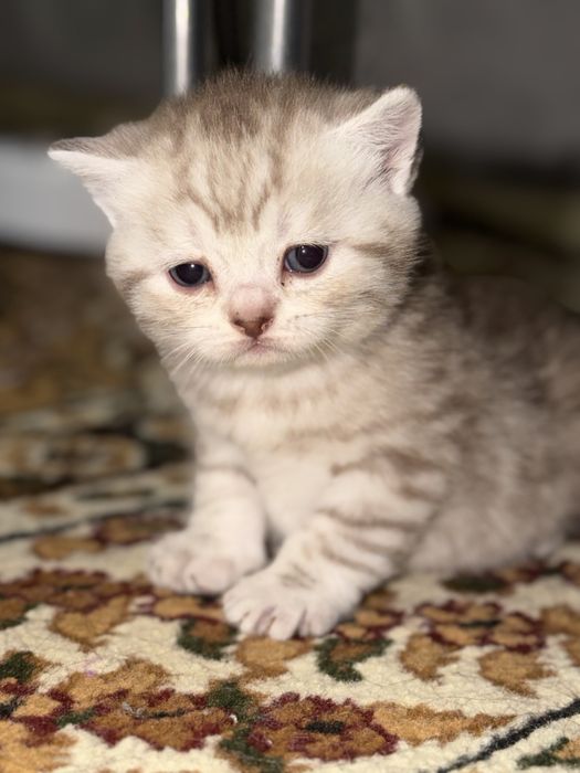 Шотланские мишки