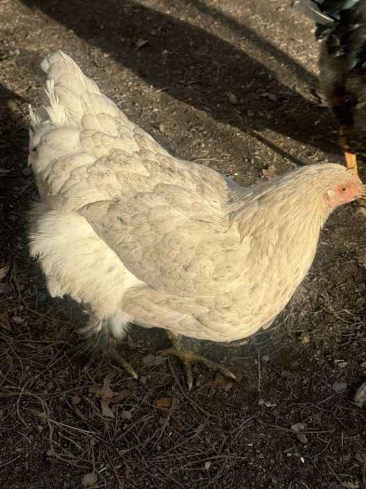 Продаю петухов молодняк