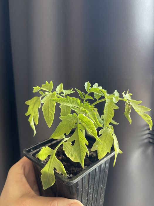 Рассада помидор для ТЕПЛИЦЫ