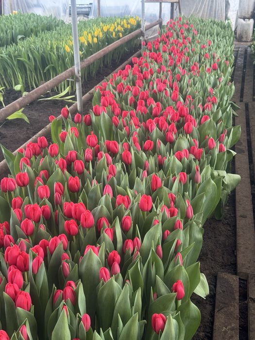 Оптом тюльпаны. Тюльпаны оптом и в розницу. Тюльпаны голландские