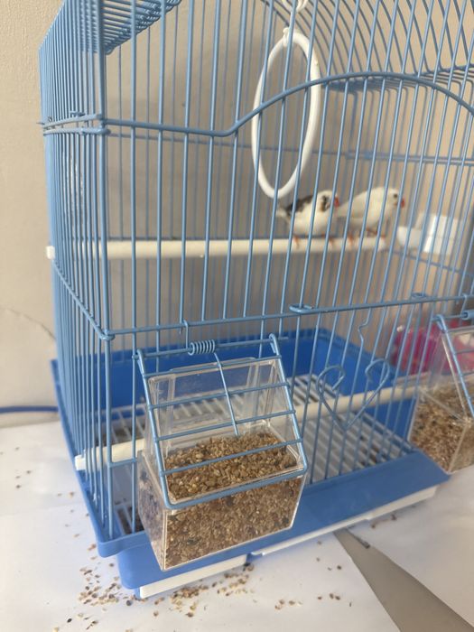 Құс сатылады әдемі таза