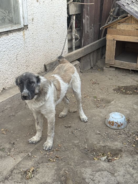 Алабай 7 месяцев