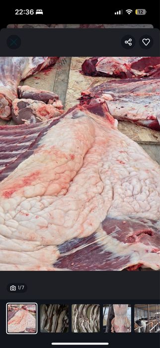 Согым продам . соғым сатылымда.Петерфельд