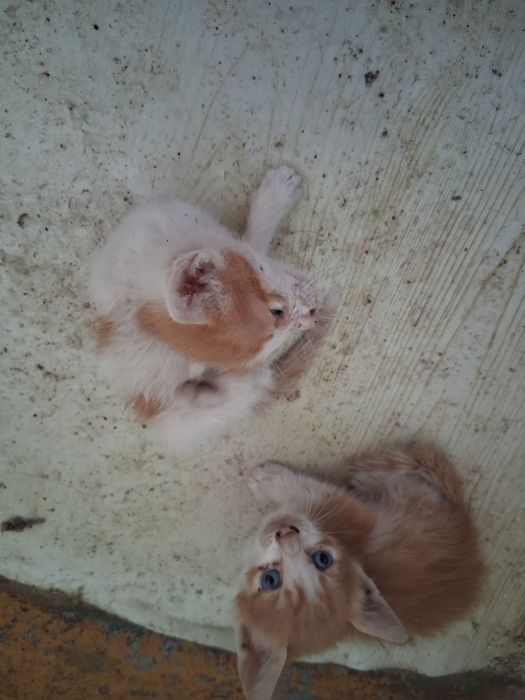 Подарявам 3 котета