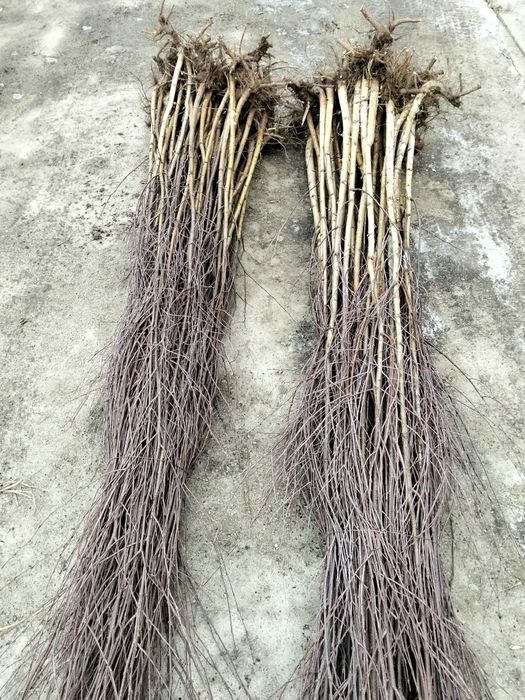 Vând puieți tratați.salcam mesteacăn fag stejar