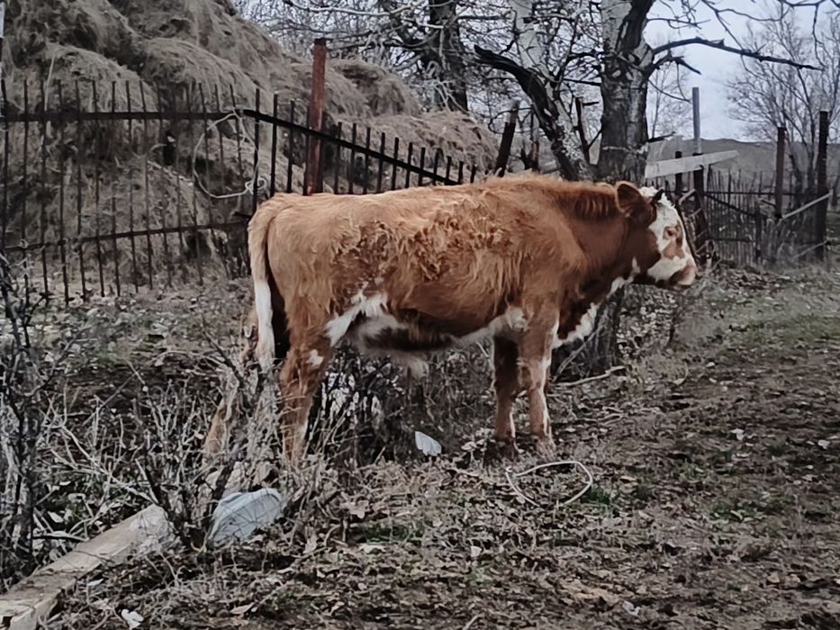 Продам подсос бычков