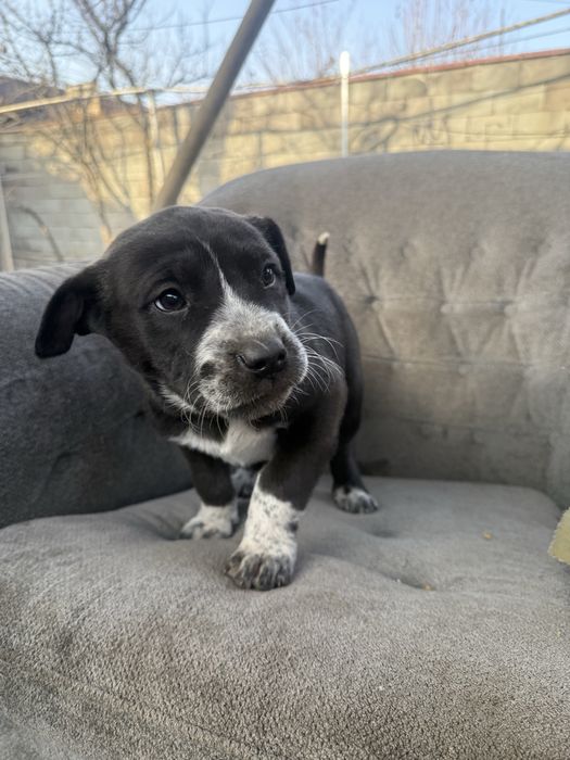 Продам щенка питбуль с азиатом