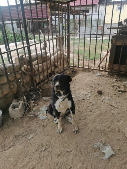 Азиат возр. Год и два. Продам