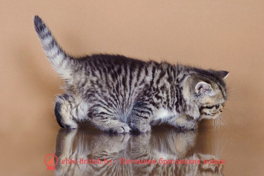 Шотландские Скоттиш Страйт