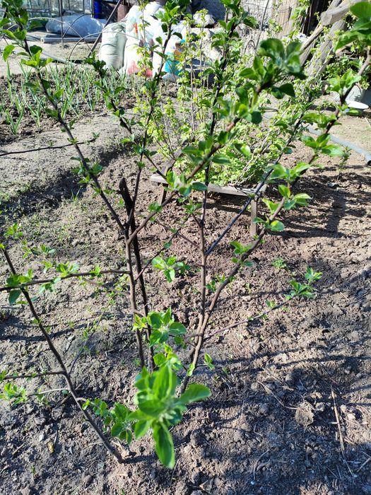 Саженцы яблони сорт Мельба