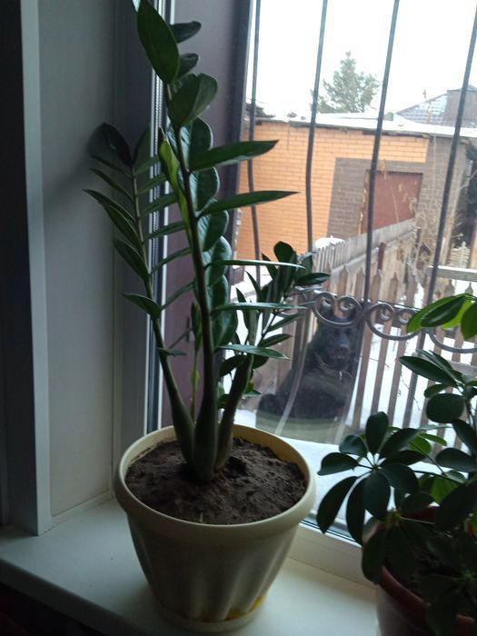 Цветок долларовое дерево