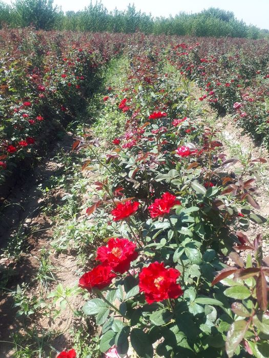 Atirgul koʻchatlari sotiladi