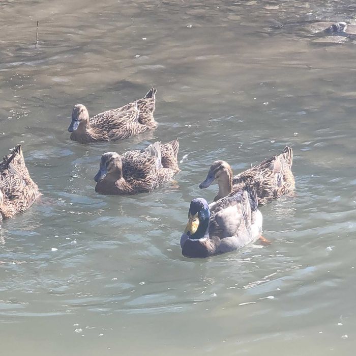 Oua pentru incubat sau rate si ratoi din rasa Rouen salbatic