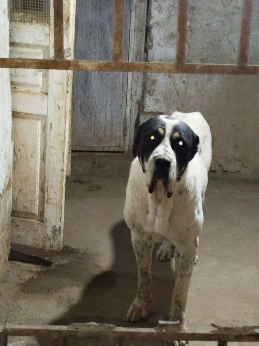 Buldozer Alabay sotiladi erkak