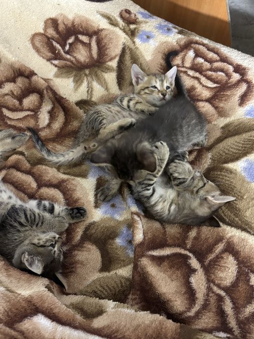 Котята в добрые руки!
