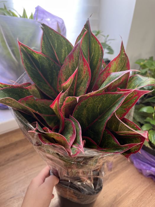 Комнатные растения