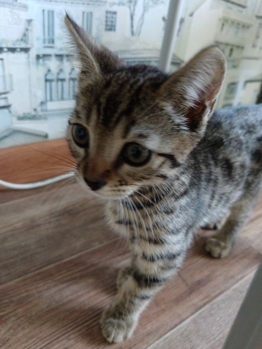 Продам кошечку бингалская
