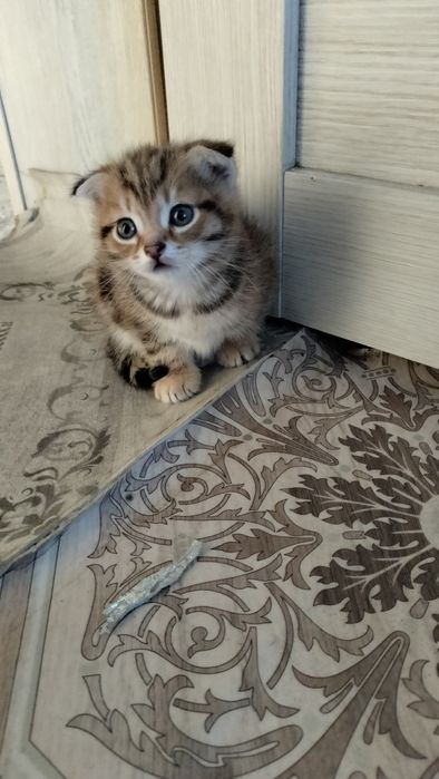 Шотландские вислоухие котята