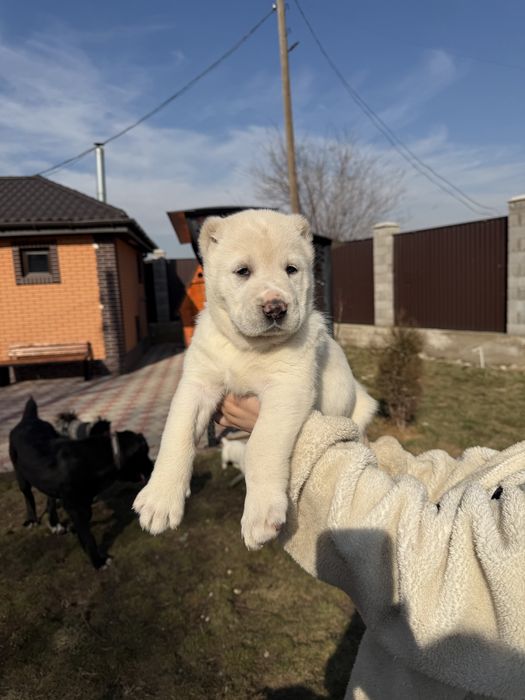 Продаются щенки алабай