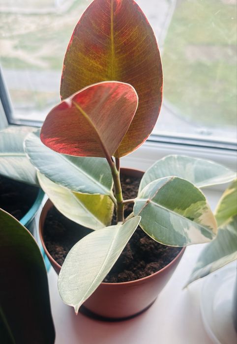 Продам фикусы зеленые и пестрые