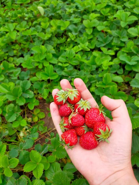 Продам дачу в черте города (район гипермаркет Анвар)
