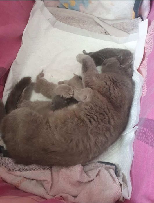 Donez pui de pisica scotish fold