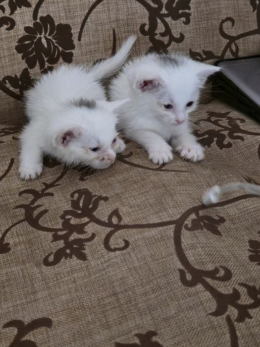 Hadiyaga mushuk bolalari beriladi yahshi qollarga