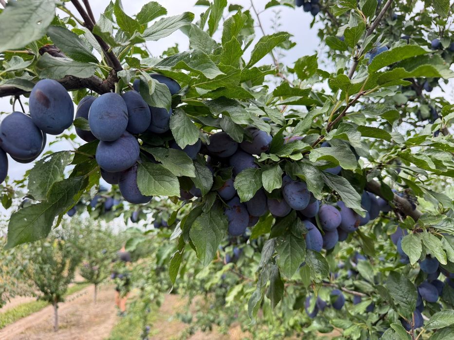 Prune Stanley direct din livada