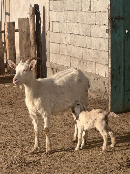 Ешкі.   Сатылады
