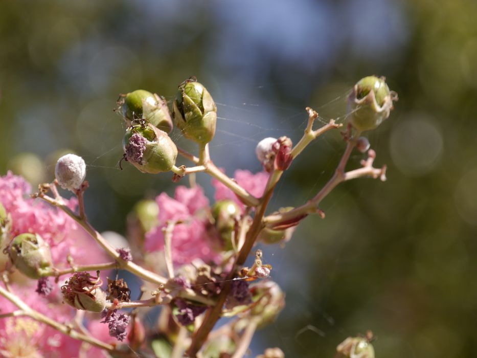 Телобектив Panasonic  Lumix 14-140 (F3.5-5.6)  за М 4/3