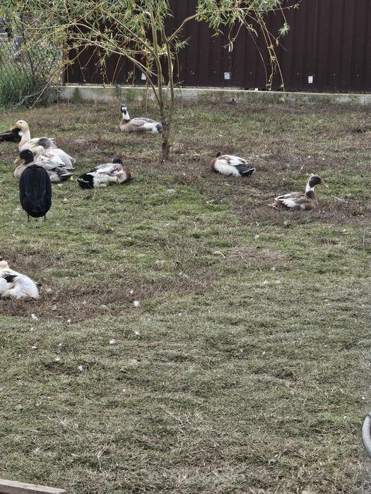 Rațe alergătoare indiene