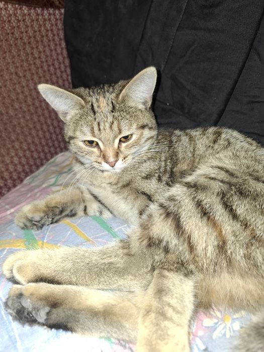 Отдам в добрые руки кошку