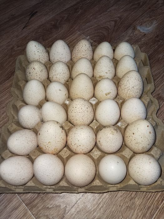 Яйцо индюка , Индюк жұмыртқасы