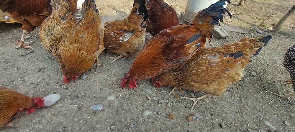 Петушки молодые пордистые