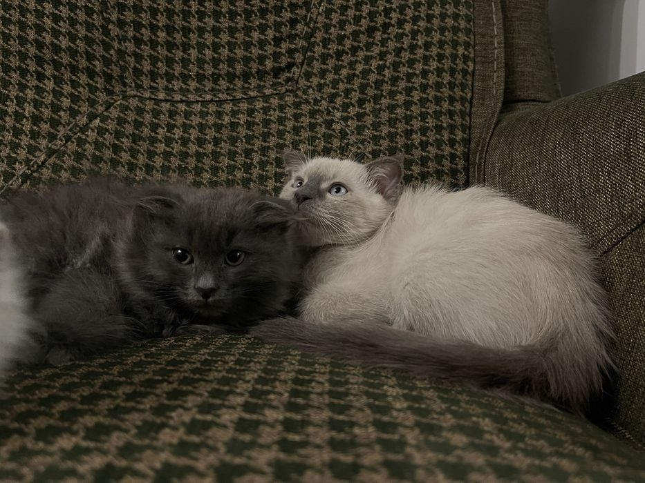 Котята скоттиш фолд