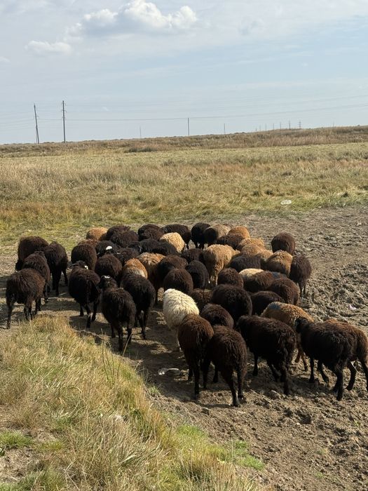Барашки Барашки